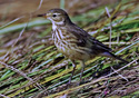 Anthus rubescens